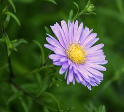 aster_alea.jpg