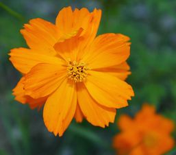 cosmos_orange_alea.jpg