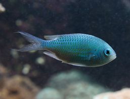 demoiselle-bleu-vert_alea.jpg