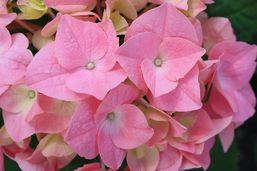 hortensia-rose_alea.jpg