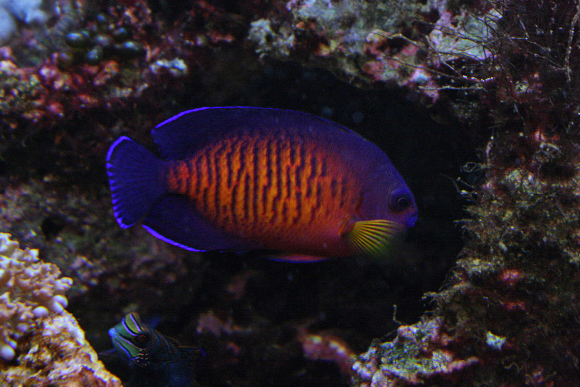 Le poisson-ange à deux épines (ange bispinosus), 2010