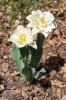 Tulipes à fleurs doubles blanc crème