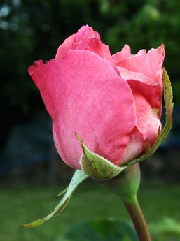 rose-bouton_alea.jpg